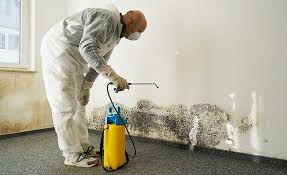 Mold Remediation for Rental Properties in Trinity, FL